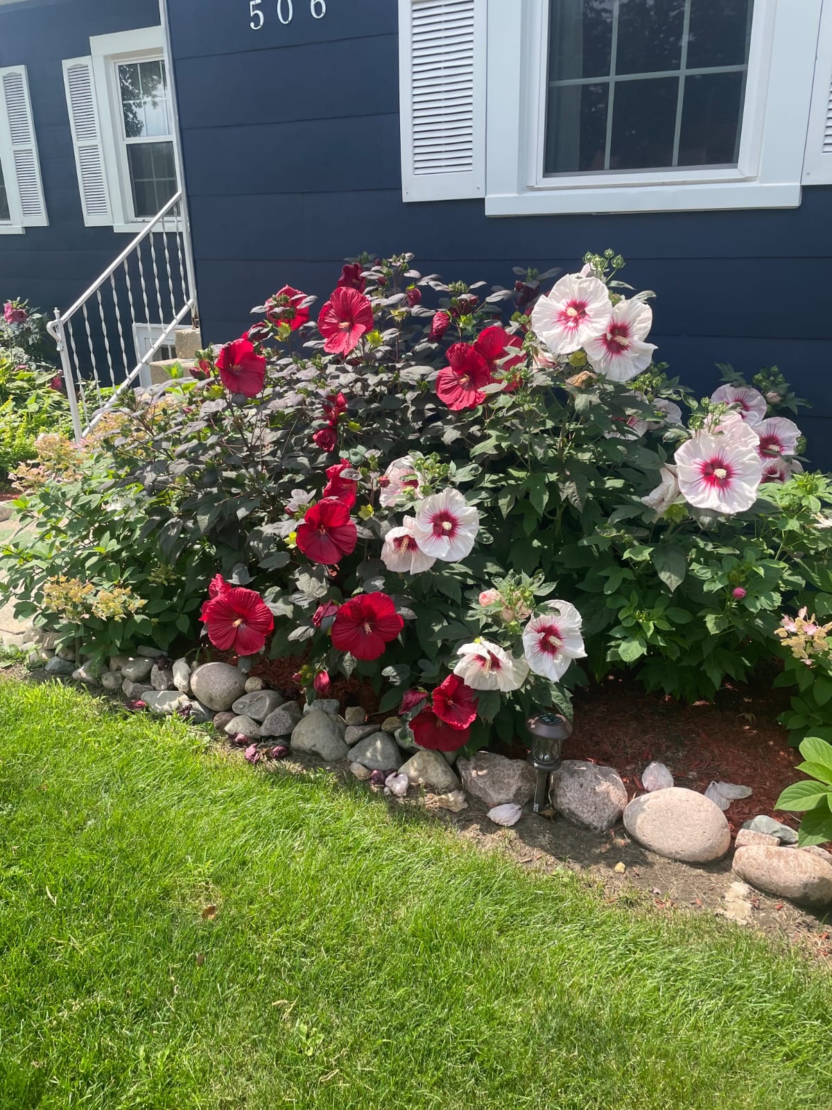 Pristine Lawn with Hibiscus