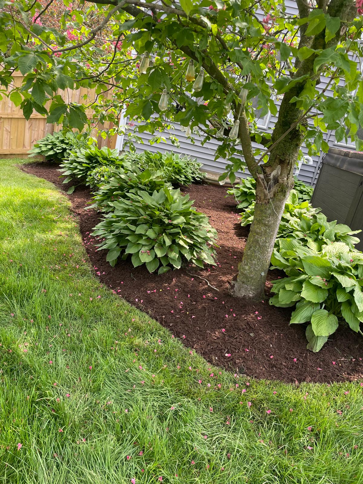 Landscape project 7