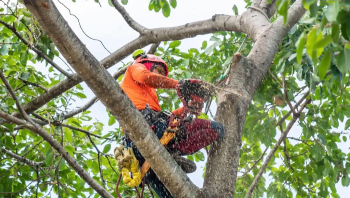 Tree Care 4