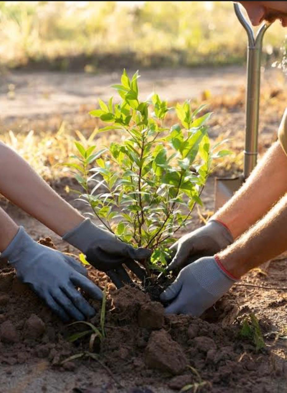 Tree Care 6