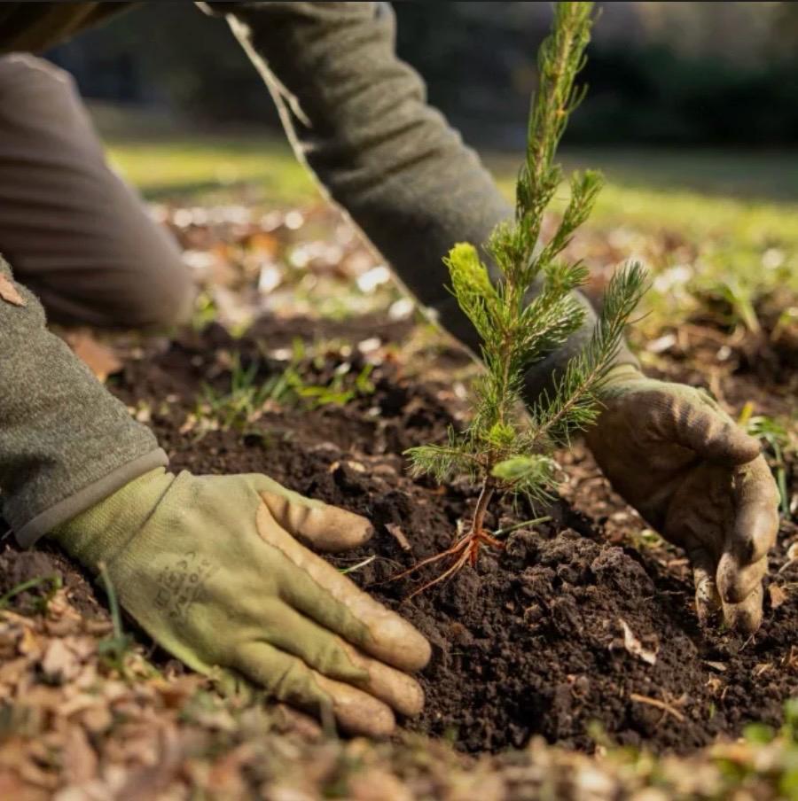 Tree Care 7